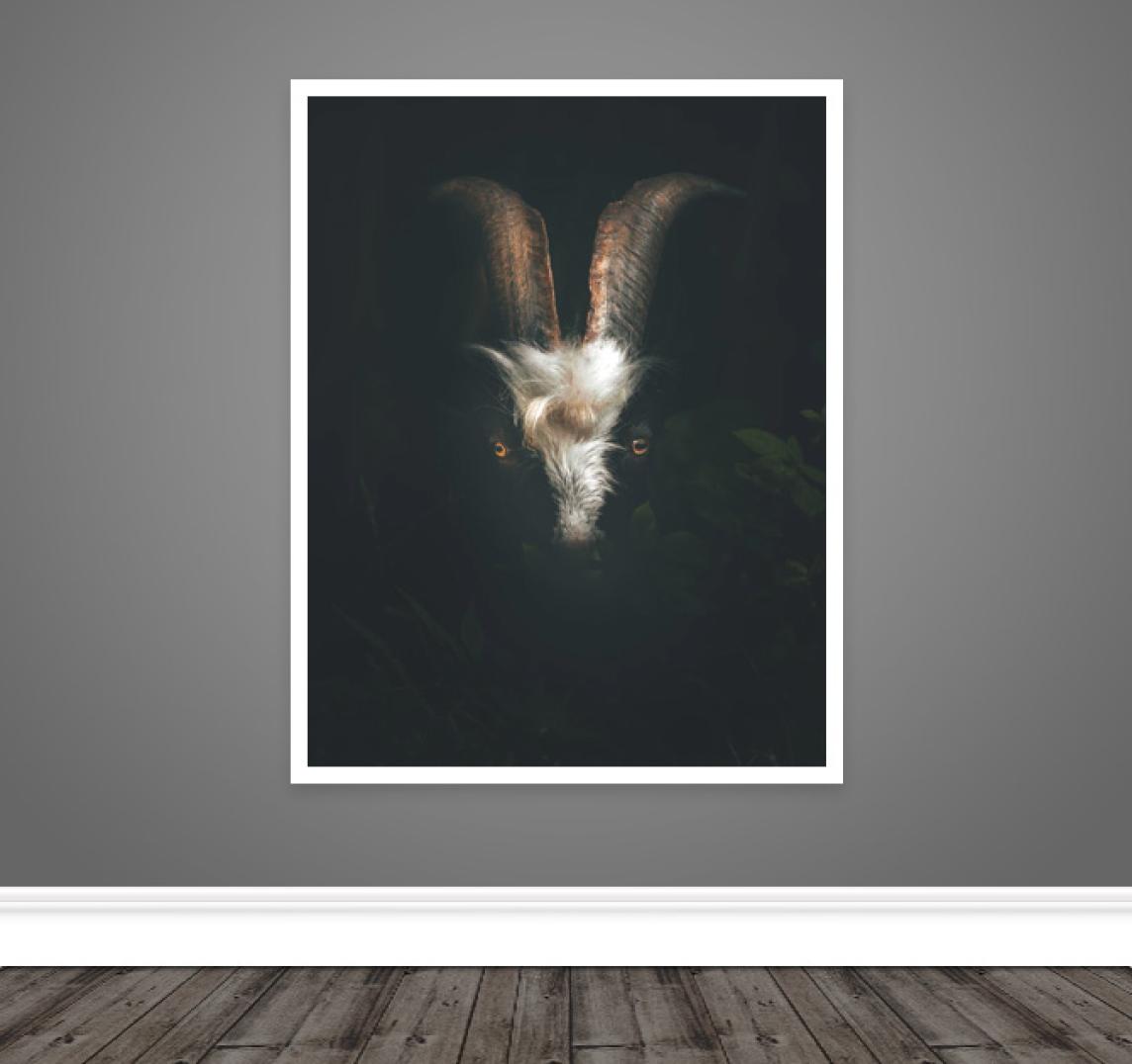 Hiding Goat Print